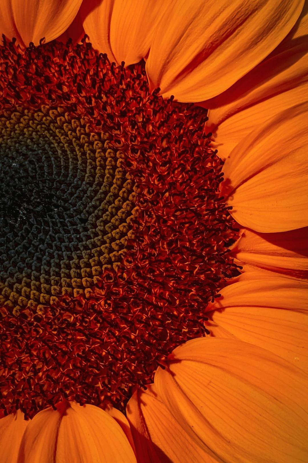 yellow flower in macro shot