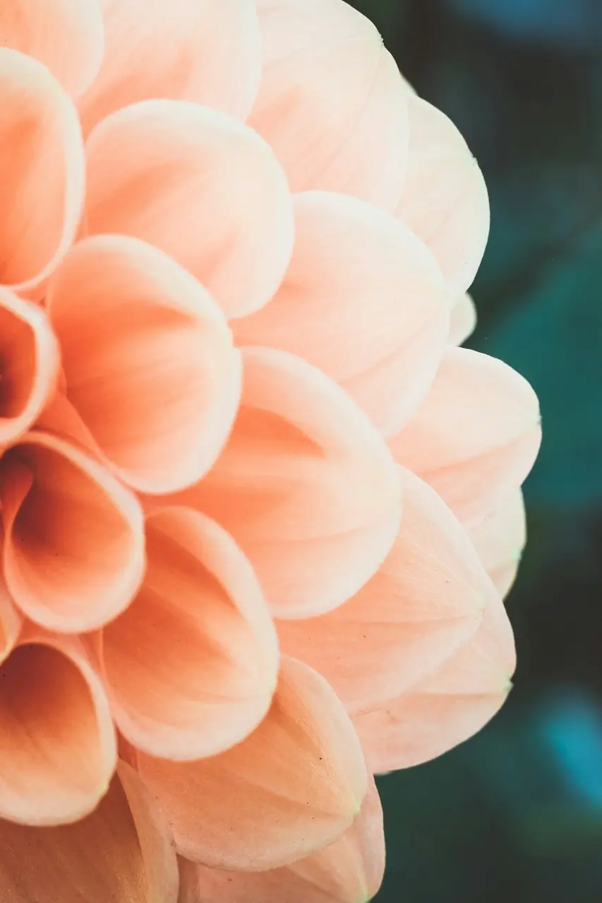 pink flower in macro shot